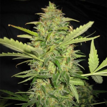 Насіння конопель Auto Lemon Skunk Feminised